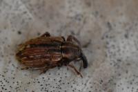 Hypera postica
