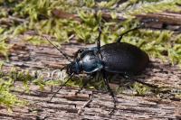 Carabus nemoralis