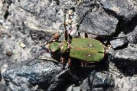 Cicindela campestris