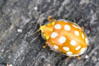 Halyzia sedecimguttata