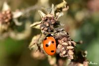 Coccinella septempunctata