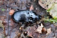 Abax ovalis