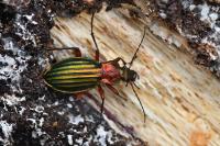 Carabus auronitens