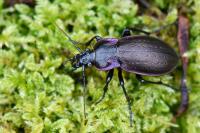 Carabus nemoralis