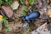 Carabus problematicus