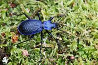 Carabus intricatus
