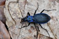 Carabus intricatus