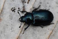 Platycerus caraboides