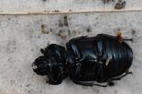 Platycerus caraboides
