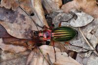 Carabus auronitens