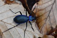 Carabus intricatus