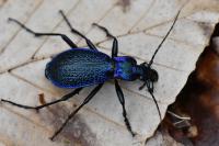 Carabus intricatus