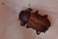 Bolitophagus reticulatus