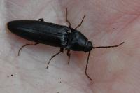 Melanotus villosus