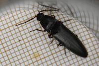 Melanotus villosus