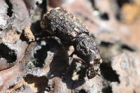 Platyrhinus resinosus