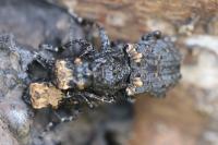 Platyrhinus resinosus