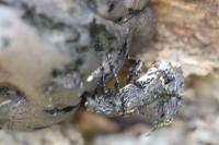 Platyrhinus resinosus