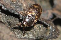 Mycetophagus atomarius