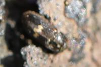 Biphyllus lunatus
