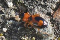 Badister bullatus