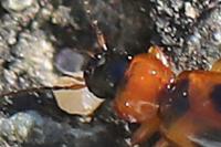 Badister bullatus