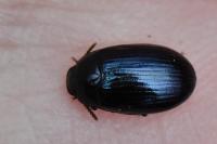 Platydema violacea
