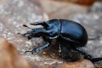 Typhaeus typhoeus