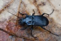 Abax parallelepipedus