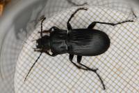 Abax parallelepipedus