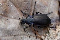 Carabus nemoralis