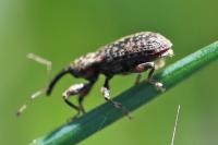 Dorytomus