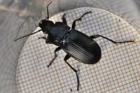 Abax parallelepipedus