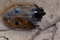 Dendroxena quadrimaculata