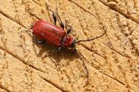 Pyrrhidium sanguineum