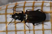 Syntomus obscuroguttatus
