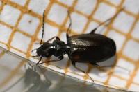 Syntomus obscuroguttatus