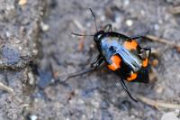 Scaphidium quadrimaculatum