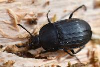 Silpha tristis