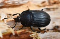 Silpha tristis