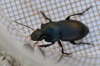 Harpalus dimidiatus