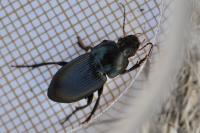 Harpalus dimidiatus