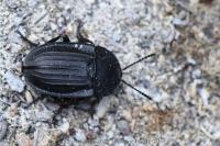 Silpha carinata
