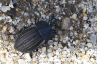 Silpha carinata