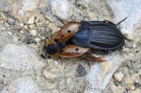Silpha carinata