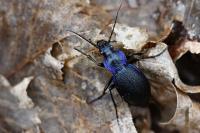 Carabus problematicus