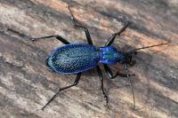 Carabus intricatus