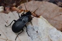 Abax parallelepipedus