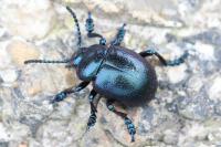 Timarcha goettingensis