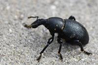 Liparus coronatus
